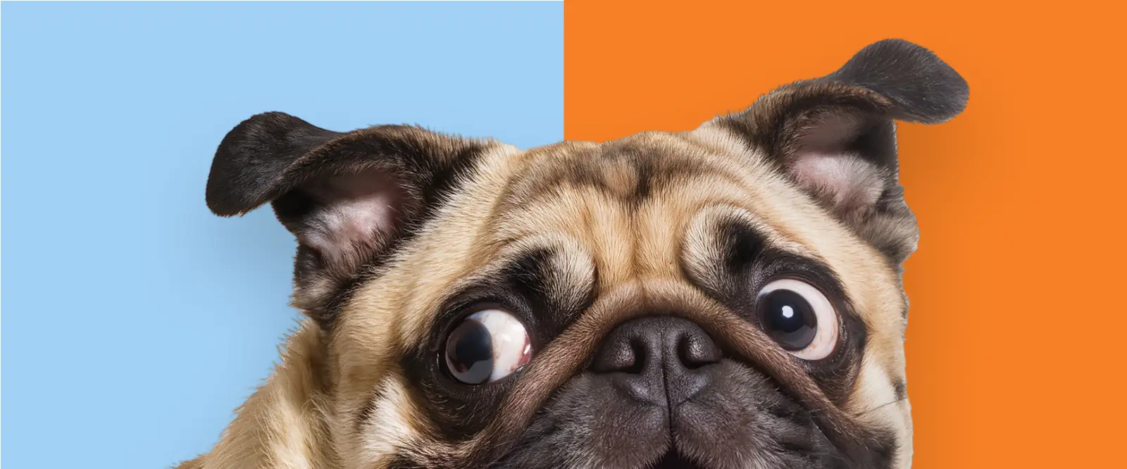 Pet Retailer